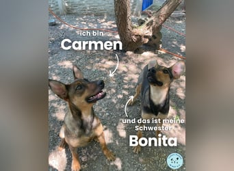Carmen SI, fröhlich und neugierig