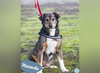 Mazsola SI - lieb und anhänglich