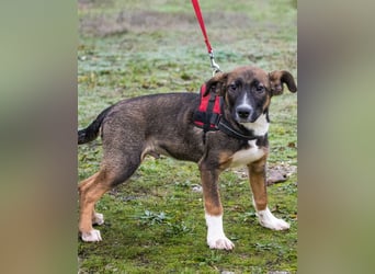 Cipö SI - lernfreudig, aktiv