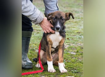 Cipö SI - lernfreudig, aktiv