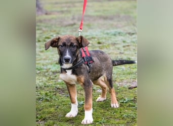 Cipö SI - lernfreudig, aktiv