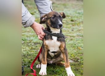 Cipö SI - lernfreudig, aktiv