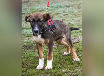 Cipö SI - lernfreudig, aktiv