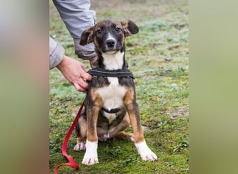 Cipö SI - lernfreudig, aktiv