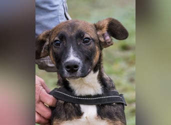 Cipö SI - lernfreudig, aktiv