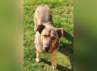 Ferdinand ist ein fitter und gesunder älterer Hundemann