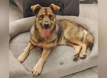 Ferdinand ist ein fitter und gesunder älterer Hundemann