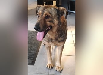 Ferdinand ist ein fitter und gesunder älterer Hundemann