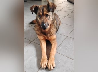 Ferdinand ist ein fitter und gesunder älterer Hundemann