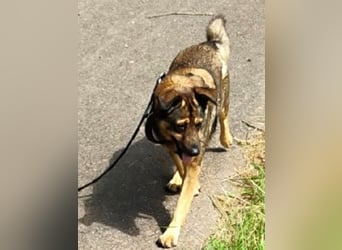 Ferdinand ist ein fitter und gesunder älterer Hundemann