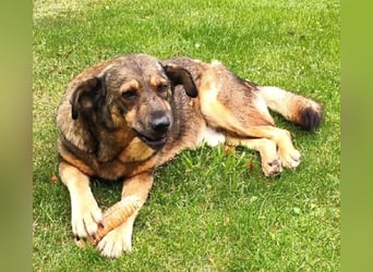 Ferdinand ist ein fitter und gesunder älterer Hundemann