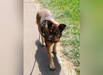 Ferdinand ist ein fitter und gesunder älterer Hundemann