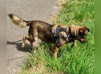 Ferdinand ist ein fitter und gesunder älterer Hundemann