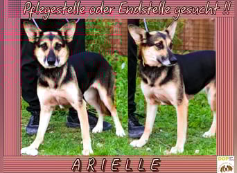 Pflegestelle oder Endstelle für • Arielle gesucht !