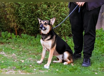 Pflegestelle oder Endstelle für • Arielle gesucht !