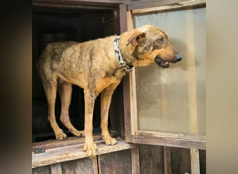 Hank ❇️ hat jetzt lange genug gewartet !!