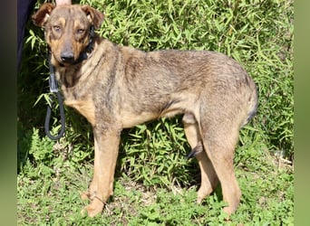 Hank ❇️ hat jetzt lange genug gewartet !!