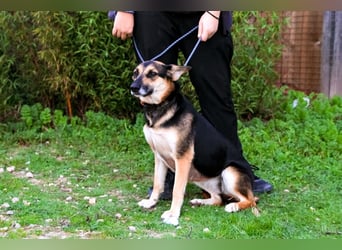 Pflegestelle oder Endstelle für • Arielle gesucht !