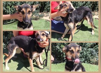 Pflegestelle oder Endstelle für • Arielle gesucht !