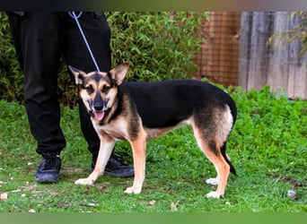 Pflegestelle oder Endstelle für • Arielle gesucht !