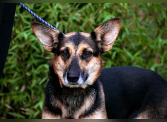 Pflegestelle oder Endstelle für • Arielle gesucht !