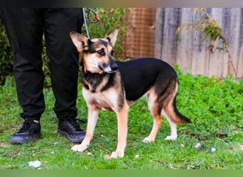 Pflegestelle oder Endstelle für • Arielle gesucht !