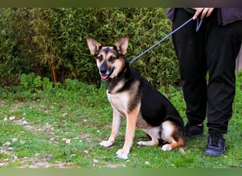 Pflegestelle oder Endstelle für • Arielle gesucht !