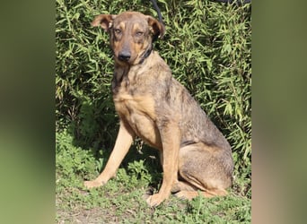 Hank ❇️ hat jetzt lange genug gewartet !!