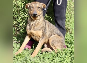 Hank ❇️ hat jetzt lange genug gewartet !!