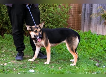 Pflegestelle oder Endstelle für • Arielle gesucht !