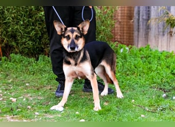 Pflegestelle oder Endstelle für • Arielle gesucht !