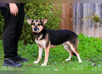 Pflegestelle oder Endstelle für • Arielle gesucht !