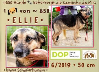 muss schon lange warten ❗️ELLIE - Tierheim Cantinho da Milu