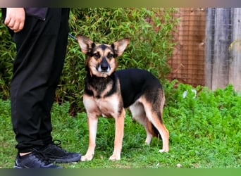 Pflegestelle oder Endstelle für • Arielle gesucht !