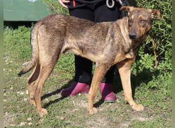 Hank ❇️ hat jetzt lange genug gewartet !!