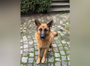 Cora - weiblich, geb. ca 2021