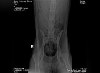 Cora - weiblich, geb. ca 2021