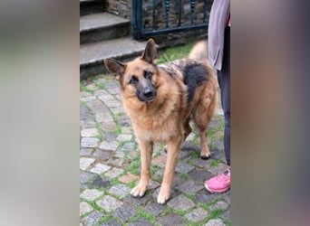 Cora - weiblich, geb. ca 2021