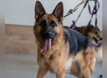 Cora - weiblich, geb. ca 2021