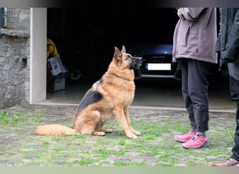 Cora - weiblich, geb. ca 2021