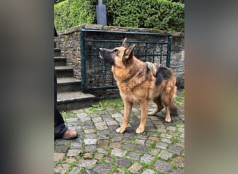 Cora - weiblich, geb. ca 2021