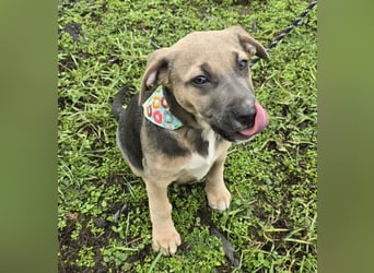 Rübe - Nr. 1 der R-Welpen Truppe