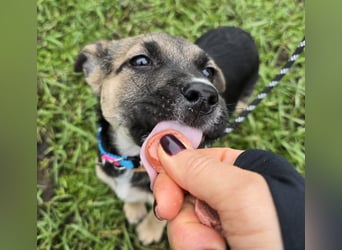 Rufus lieber Hundejunge