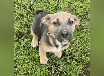 Rübe - Nr. 1 der R-Welpen Truppe