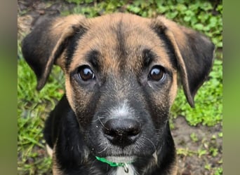 Räuber möchte Dein Herz stehlen