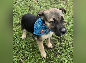 Rufus lieber Hundejunge