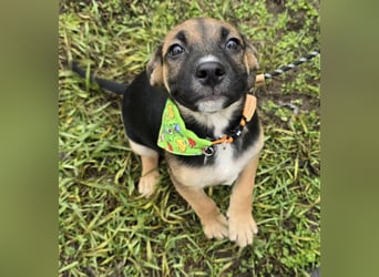 Räuber möchte Dein Herz stehlen