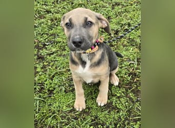 Rübe - Nr. 1 der R-Welpen Truppe