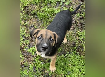 Räuber möchte Dein Herz stehlen