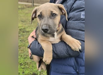 Rübe - Nr. 1 der R-Welpen Truppe
